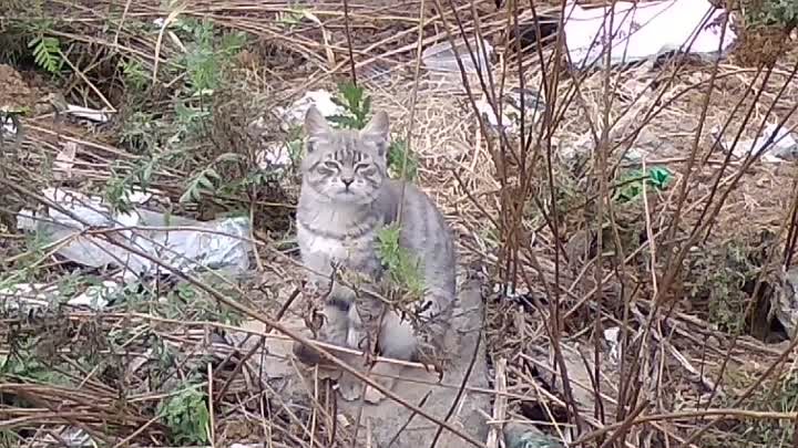 Бездомная кошечка, которая живет в гаражах.