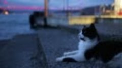 Котик Аслан Паркаси из «Города кошек» – в кино с 30 ноября