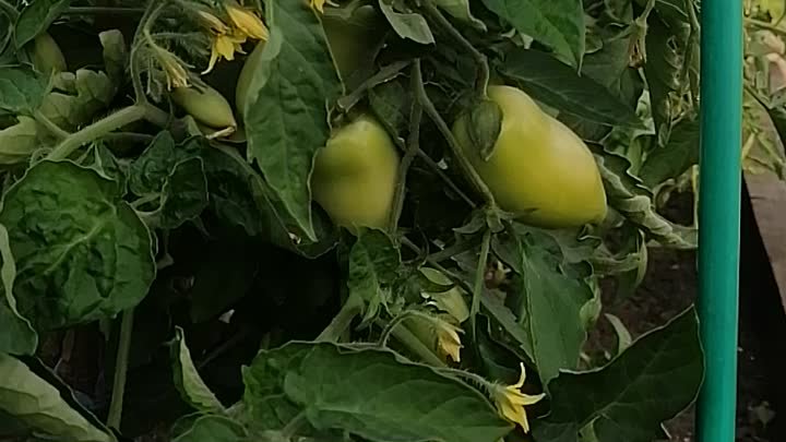 Формирую детерминантные томаты в открытом грунте