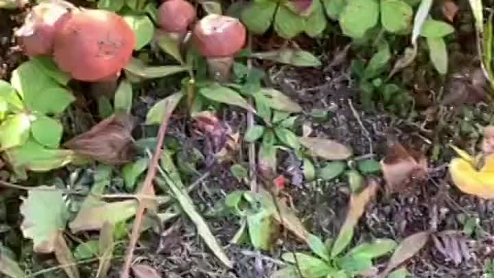 Мгачи грибной урожай 