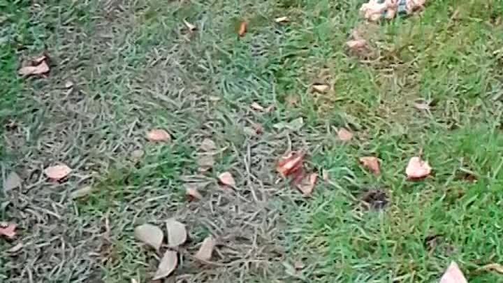 VID_20180929_175918.mp4