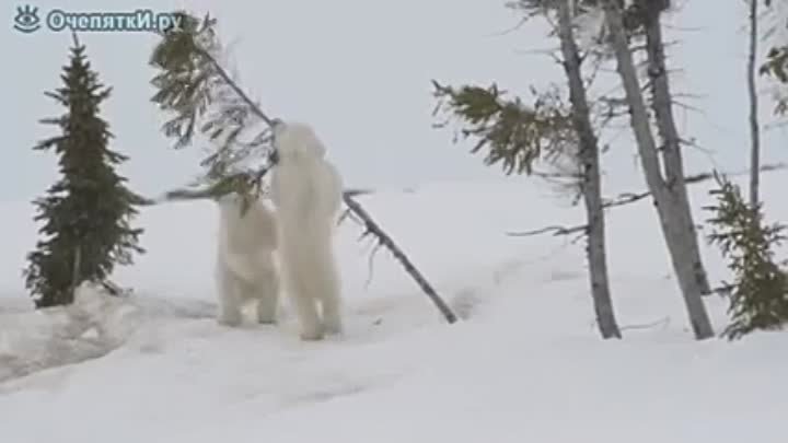 Забавы белых медвежат