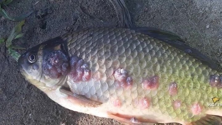 Как выглядит краснуха у рыбы Как выглядит краснуха у рыбы