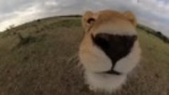Когда лев ворует твою камеру