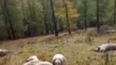 Молния разом убило стадо овец в Горном Алтае