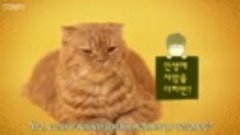 [FSG Eternity] Вымышленная кошка (тизер 2) [рус.саб]