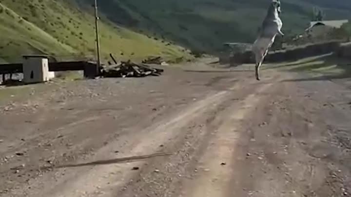 В Дагестане козел во время перевозки прыгнул настолько высоко, что р ...