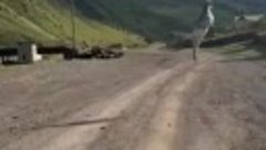 В Дагестане козел во время перевозки прыгнул настолько высок...