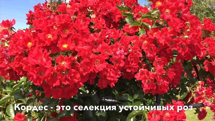 Питомник Кордеса Интернет Магазин