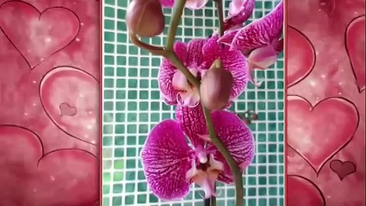 Орхидеи почтой по России