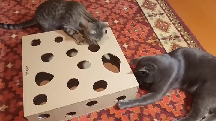 Котята самодельные Котята самодельные