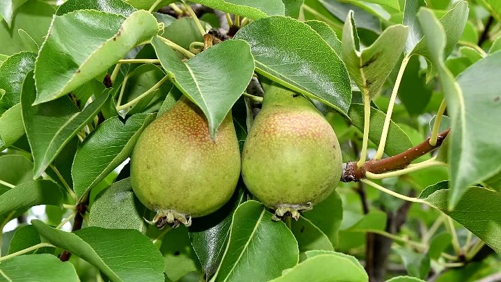 Груша дерево фото листьев Груша дерево фото листьев
