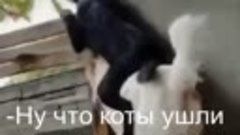 Ну, что коты ушли