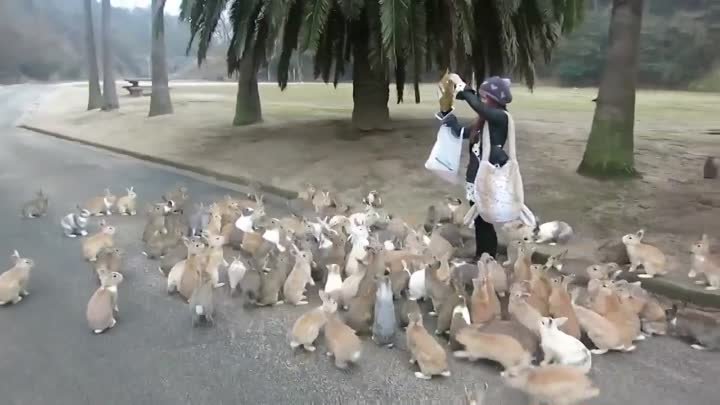 Кролики атакуют