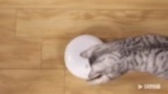 AliExpress | Умная электрическая игрушка для кошек Donut