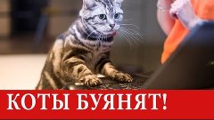 Приколы с кошками! Коты буянят! Просто Ржач!