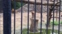 Лев в Новосибирском зоопарке!