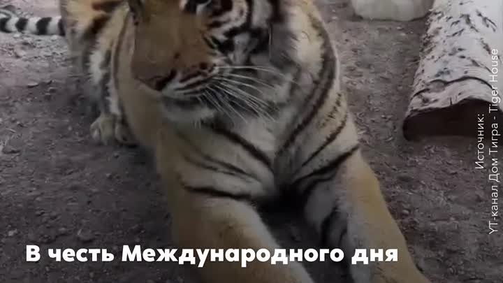 Как отмечают День тигра в Приморье