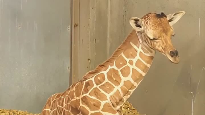 🦒 Новорожденный жираф