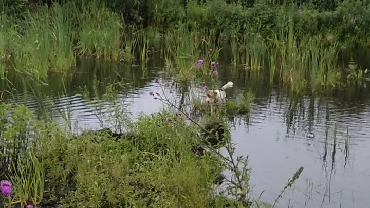 Рекс плавает за утками