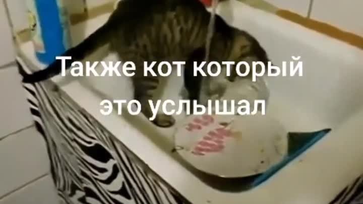 Кот полоскун 🤣🤣🤣