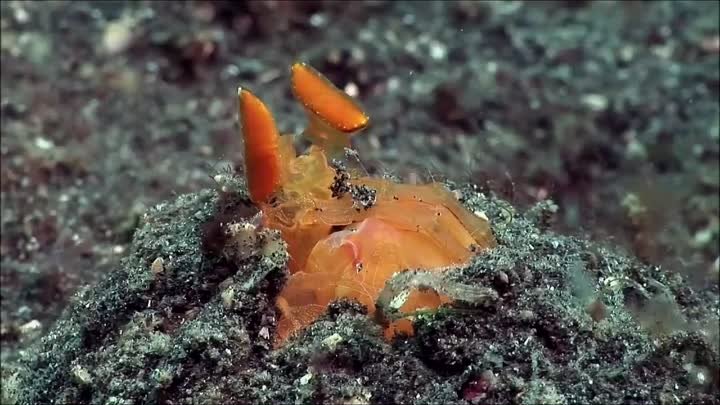 Подводный мир Океана 
