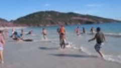 30 Dolphins stranding and incredibly saved! Extremely rare e...