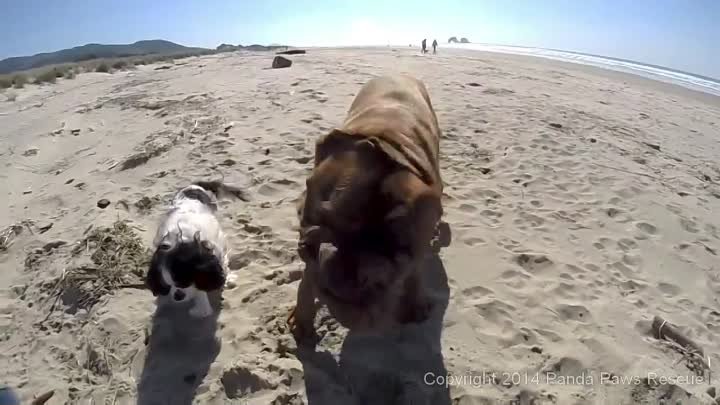 Two Legged Boxer Duncan Lou Who -  First Trip to the Beach