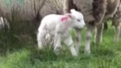 Овца бросила своего новорожденного детёныша, но причина пора...