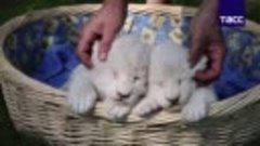 Белые львята родились в сафари-парке Тайган в Крыму