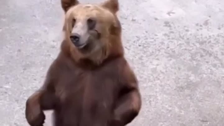 Танец от медведя 🧸🐻