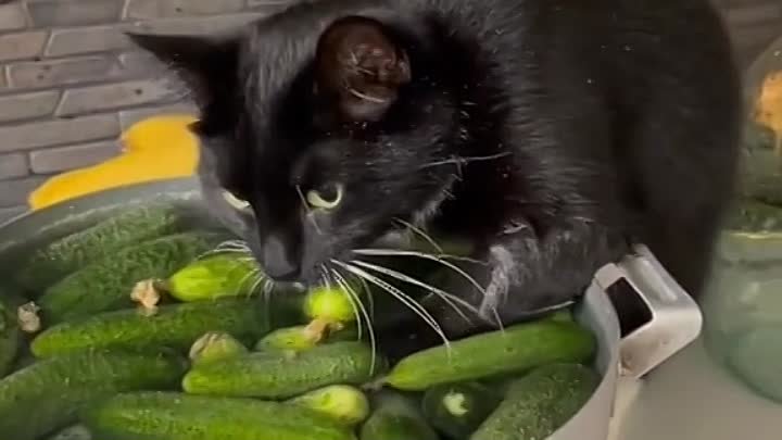 Так вот же он, мастер приготовления огурцов 🥒😊