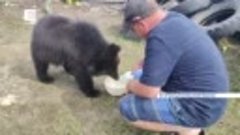 В Емельяновском районе местный житель спас медвежонка