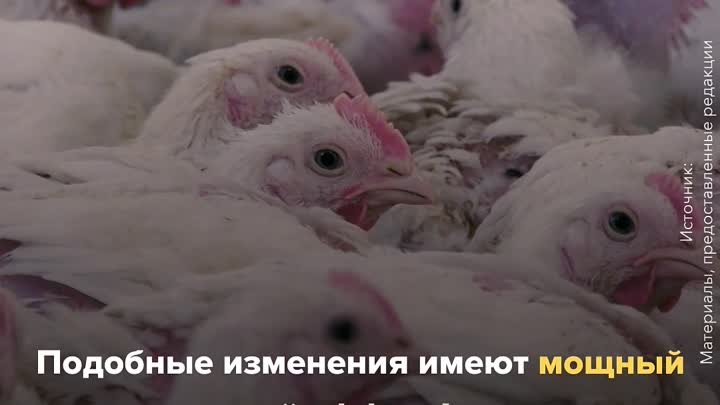 Поддержка от государства: новые возможности птицефабрики в ЛНР