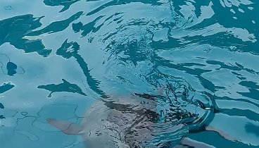 черноморский дельфин