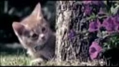 Видео про любовь в исполнении котят.flv.mp4
