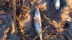 Косяк скумбрия у берега Томари