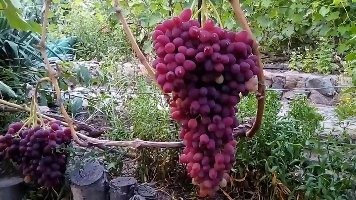 Кишмиш велес виноград описание фото Кишмиш велес виноград описание фото