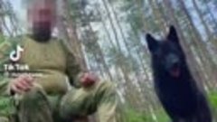 Спасенный Пес Донбасс закрыл собой блиндаж от беспилотника