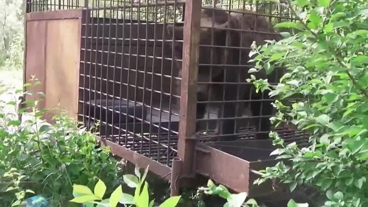 Медведи в селе Грушевка Николаевской области