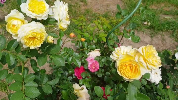 Мои английские розы в июне