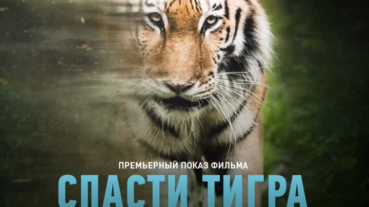 Спасти тигра – 14 марта