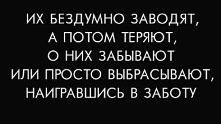 Заботясь о животных, Вы спасаете в себе человека!