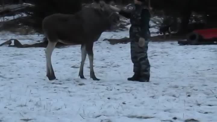 Ганс испанский шаг