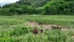 

Более 40 азиатских слонов решили отведать созревающих куку...