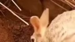 Крольчиха пришла покормить своих крольчат