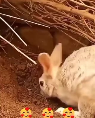 Крольчиха пришла покормить своих крольчат