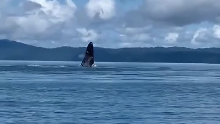 Захватывающее зрелище устроили два горбатых кита