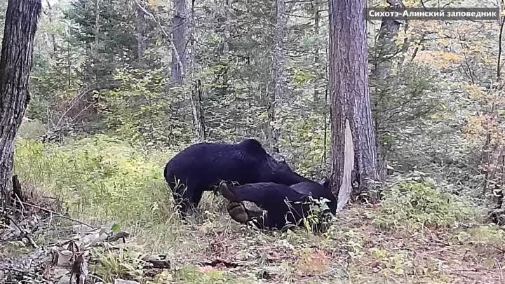 Про Дальний Восток