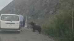 Мужчина покормил медведя на трассе из рук